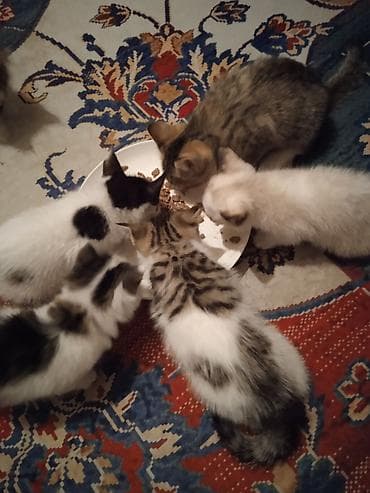 ОТДАМ КОТЯТ И КОШЕК,здоровые, ЧИСТЫЕ,помогите пожалуйста кто не может — 4