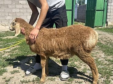 щпиц собака: Продаю | Овца (самка) | Для разведения | Матка — 9
