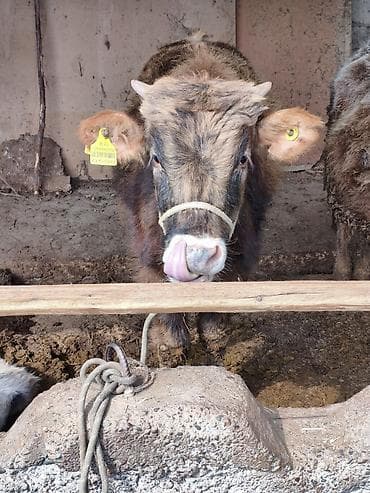 Услуги ветеринара: Продаю | Тёлка | Привязанные — 6