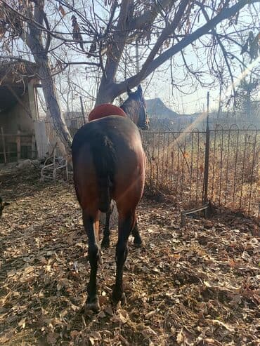 белый конь: Продаю | Жеребец | Для разведения, Конный спорт | Племенные — 6