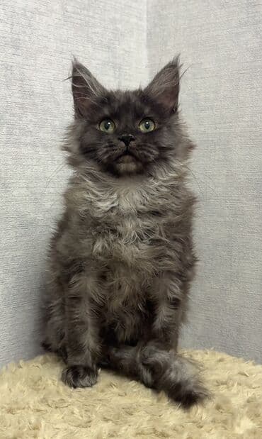 французкий бульдог: Породистый котёнок мейн-кун, окрас дымчатый (чёрный смоук) — 1