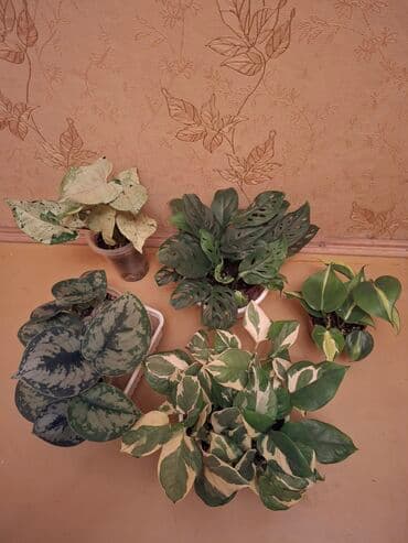 купить большие комнатные растения: Коллекция комнатных растений с декоративной листвой (в горшках) — 38