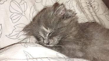 4 месяца, Девочка