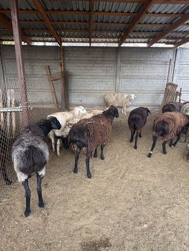 в связи с переездом отдам попугая жако в добрые руки: Продаю | Овца (самка) | Полукровка | Для разведения | Матка — 3