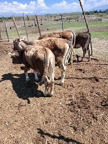 собаки тайган: Сатам | Музоо | Бордоп семиртүү үчүн — 4