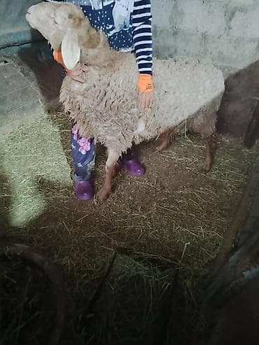 Кочкор на откорм 1 год 29 т