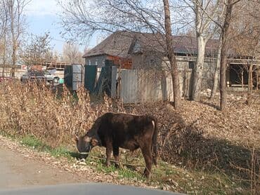 Грызуны: Продаю | Музоо, торпок | На откорм | Привязанные — 3