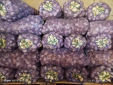 Фрукты: Чеснок Оптом — 1