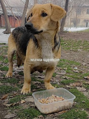 Продажа собак: Щенок, девочка очень умная просто обалденная два с половиной (2/5) — 9