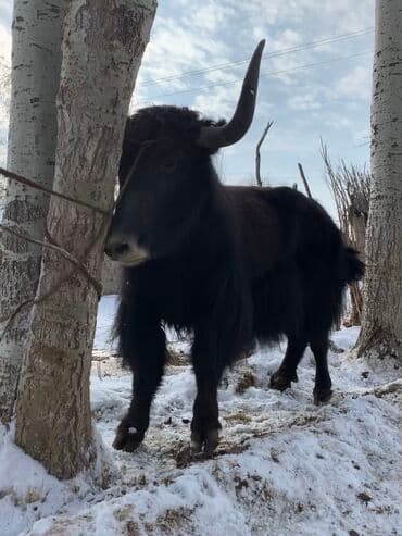 Грызуны: Продаю | Корова (самка) — 8