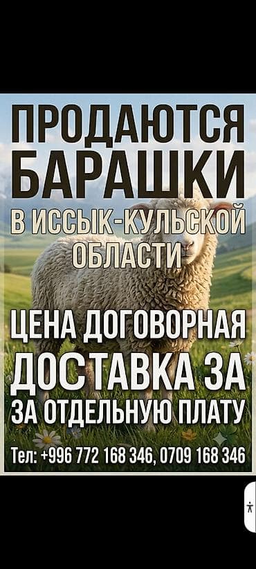 рыба для аквариума: Продаю | Баран (самец) | Для разведения — 1