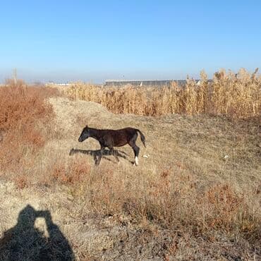 отдам даром охотничью собаку: Продаю | Кобыла (самка) | Для разведения | Племенные — 4