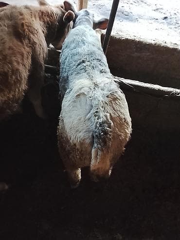 гуси бролерные: Продаю | Бык (самец) | Бельгийская | На откорм — 2