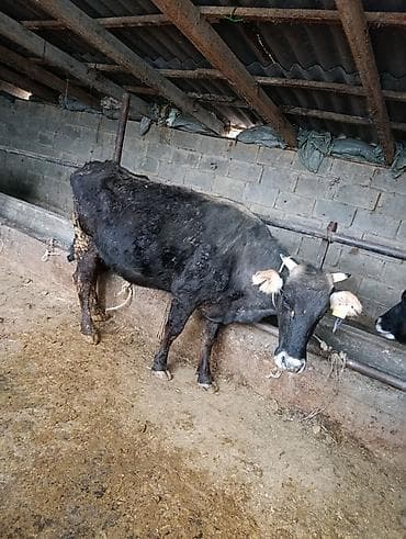 поилки для скота: Продаю | Корова (самка) | Для молока | Привязанные — 3