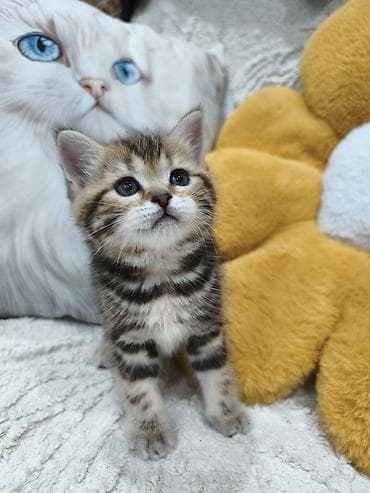 Продается шотландский котенок. Девочка. Окрас черный мрамор. Дата at lalafo.kg Продается шотландский котенок. Девочка. Окрас черный мрамор. Дата