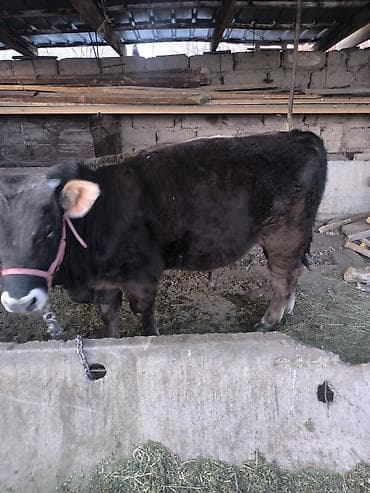 бука бык бычок: Продаю | Бык (самец) | Полукровка | На откорм | Привязанные — 1