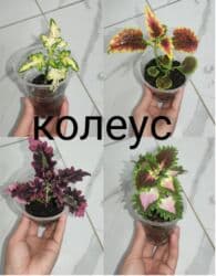 садовой инвентарь: Колеус, быстрорастущий — 1