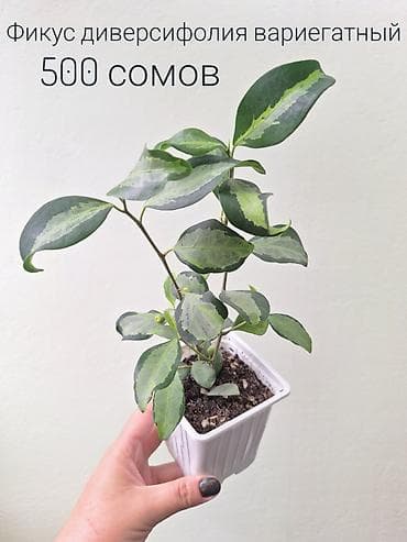 спринклеры: 🌿 Комнатные цветы (укоренённые черенки/молодые растения/взрослые — 9