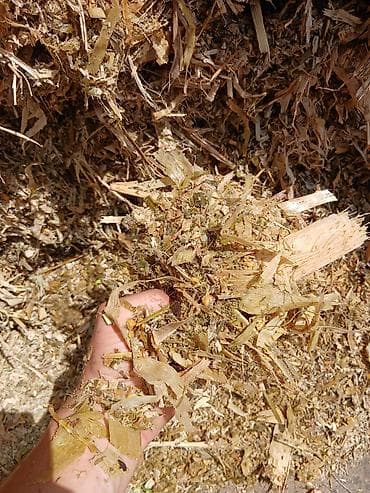 соль кормовая: Кукурузный силос - Высококачественный силос из кукурузы, измельчённый — 3