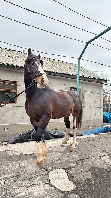 лимузин бык: Продаю | Жеребец | Рабочий | Племенные — 1