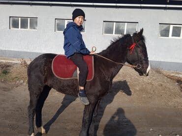 домик для животных: Продаю | Жеребенок | Конный спорт — 6