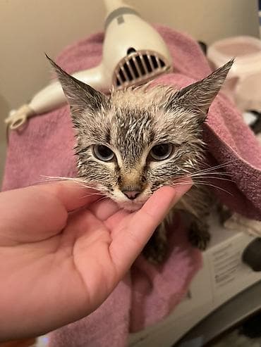 Услуги ветеринара: Питомец: кошка с выразительными голубыми глазами и — 4