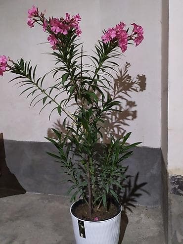 кофейное дерево: Г.Ош г.Ош г.Ош г.Ош г.Ош г.Ош г.Ош Олеандр (Nerium oleander) в горшке — 1