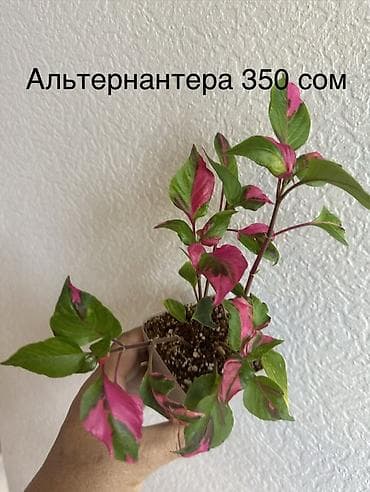 фикус чёрный принц: Комнатные растения в горшках: - Эпипремнум Marble Queen — пестрые — 3