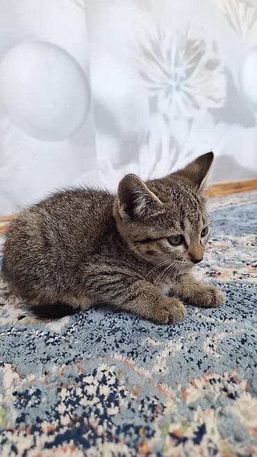 сколько стоит мальтипу мини: Продаётся котёнок, 2 месяца есть очень хорошо (супы каши ), ходит — 4