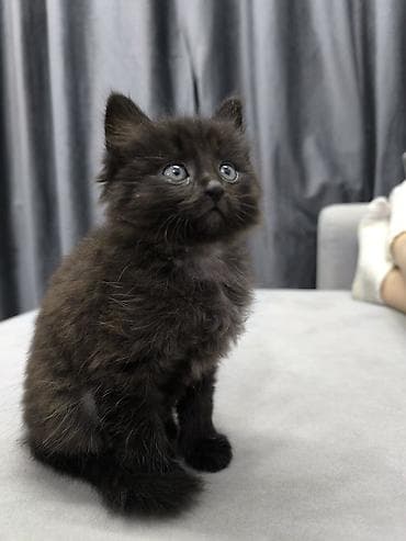 я ищу котёнка: Кошка даром: Беспородная, 2 месяца, Девочка — 6