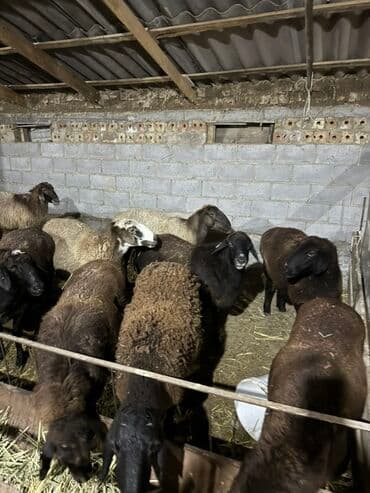 продам козу дойную: Продаю | Баран (самец) — 1