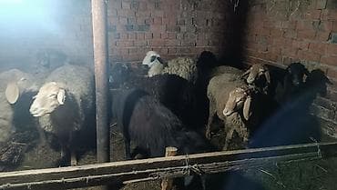 куры марьям бишкек: Продаю | Овца (самка) | Полукровка | Для разведения | Матка — 4