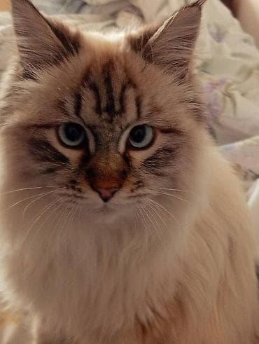 русская белая кошка: Кот в добрые руки. Пушистый котик с — 4