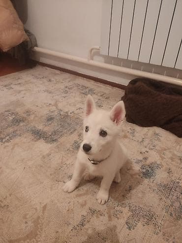 Услуги ветеринара: Щенок сибирского хаски родилась 20 декабря. ✨ Редкая изюминка - — 2
