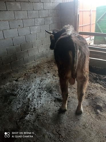 сколько стоит вислоухие кошки: Продаю | Бык (самец) | Полукровка | На откорм | Привязанные — 1