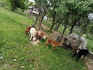 корейские куры: Продаю | Ягненок | Для разведения — 2