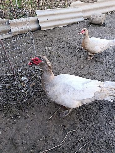 инд: Мускусные утки (индоутки), окрас - серебро,с красной маской у клюва — 2