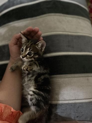 отдам даром котят: 1 месяц, Девочка, Серый — 8
