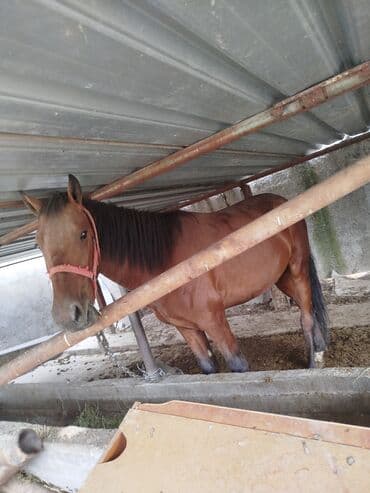 ящик для документов: Продаю | Конь (самец) | Рабочий — 1