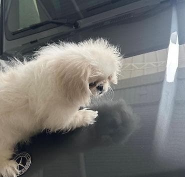 купить собаку шпиц: Порода: декоративная мини-собака (тип пекинеса). Окрас — 2