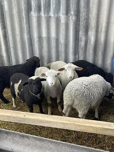 коровы животные: Продаю | Ягненок | Для разведения — 3