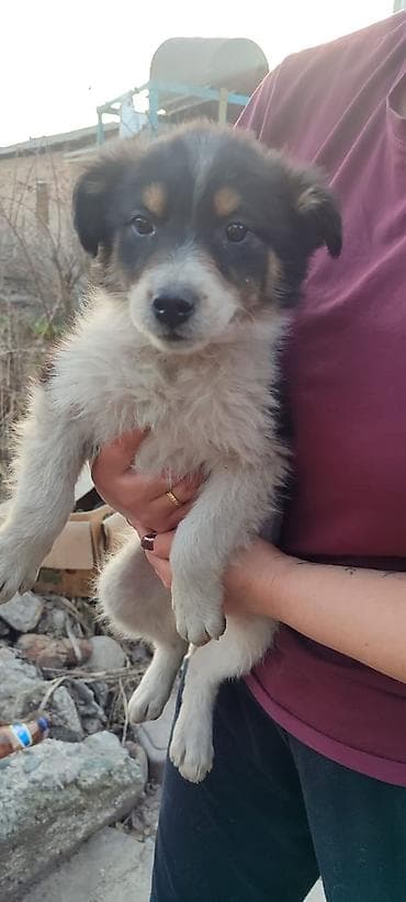 Үй жаныбарлары үчүн товарлар: Ит бекер берилет: Жөнөкөй ит, 2 айлык, Ургаачы — 4