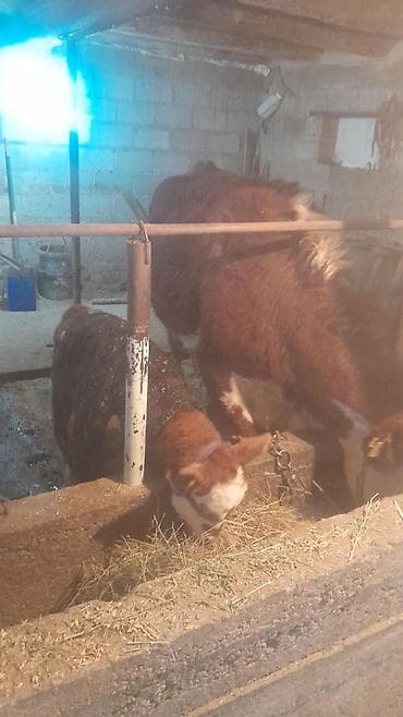 кролик калифорния: Продаю | Корова (самка) | Полукровка | Для разведения | После отела — 8