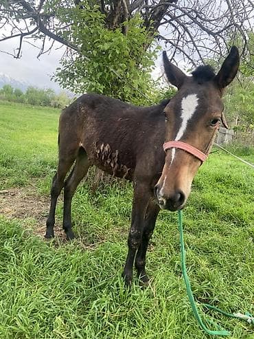 сары булун: Эркек 1 жаш тай — 2