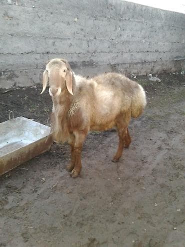 Аквариумдар: Сатам | Кочкор (эркек) | Арашан | Көбөйтүү үчүн — 1