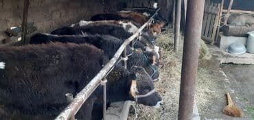 продаю связи с переездом: Продаю | Бык (самец) — 2