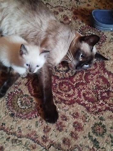 симс: Даром в хорошие руки! Тайские сиамцы! Котёнок с колор-пойнт окрасом — 3