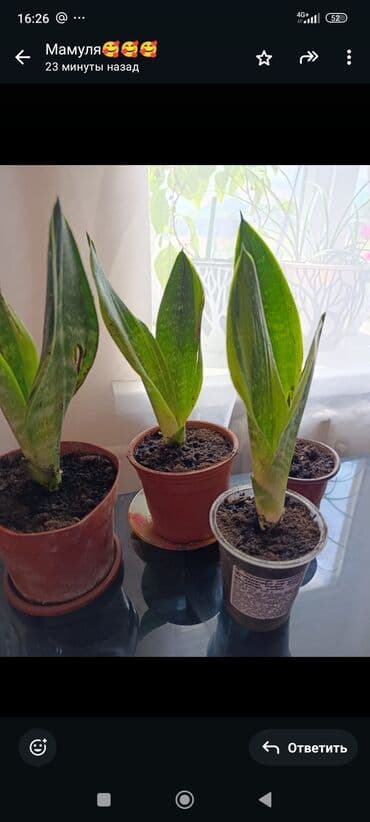 бутылочное дерево: 🌿 Продается Сансевиерия 🌿 Красивое и неприхотливое комнатное растение — 1