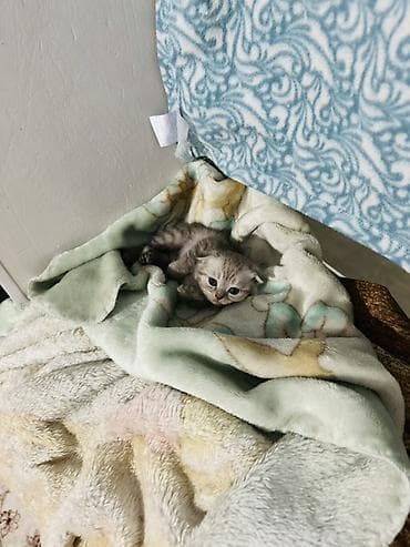 шотландские кошки: Шотландский вислоухий котёнок (скоттиш-фолд) Мальчик месяц - Окрас — 1