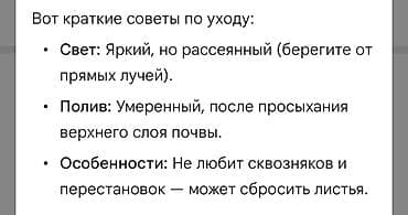 Фикусы: Фикус Бенжамина, 5летнее комнатное деревце. Уход описан на 2 фото — 2
